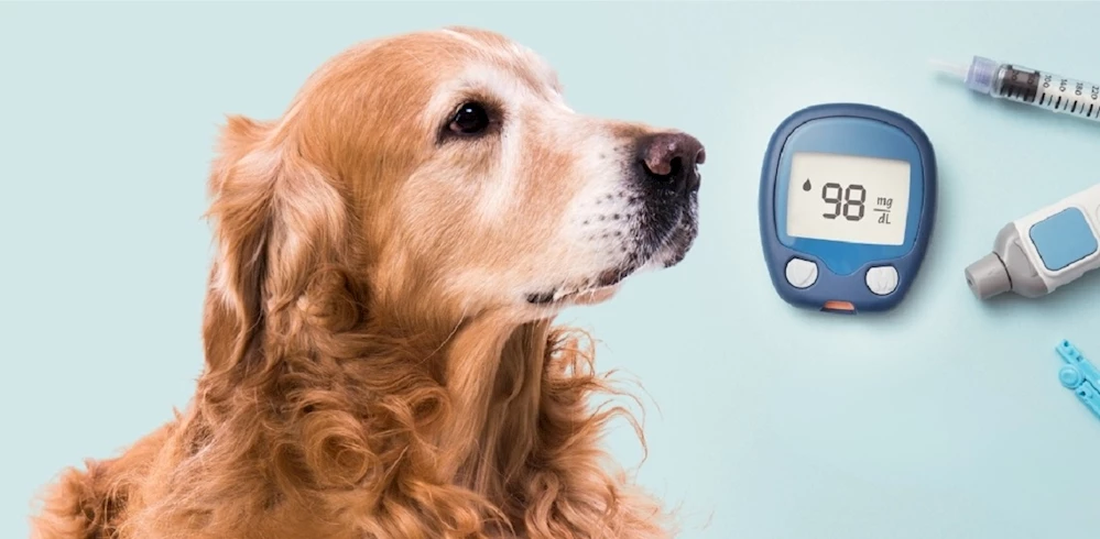 Diyabetli Köpek Bakımı: Beslenme ve Egzersiz Rehberi