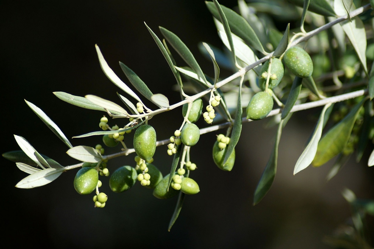 Zeytin Yaprağının Sağlığa Faydaları