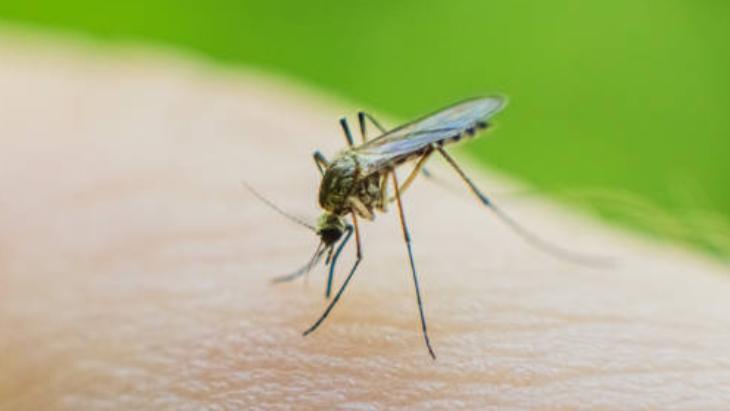 Yaz Aylarının Kabusu Sivrisinekler 1 yaz aylarinin kabusu sivrisinekler 0 MILYXGO7