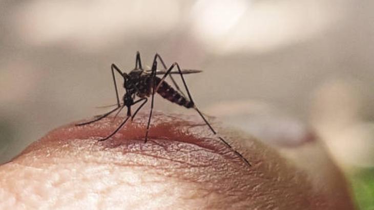 Yaz Aylarının Kabusu Sivrisinekler 2 yaz aylarinin kabusu sivrisinekler 1