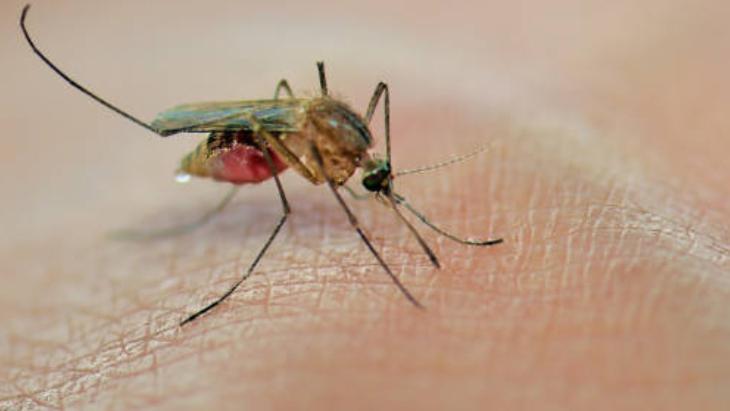 Yaz Aylarının Kabusu Sivrisinekler 4 yaz aylarinin kabusu sivrisinekler 3 WLTKaLFm