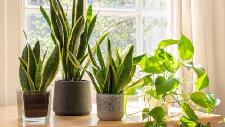 Yaz Aylarının Kabusu Sivrisinekler 9 yaz aylarinin kabusu sivrisinekler 8 RrTOAaNj