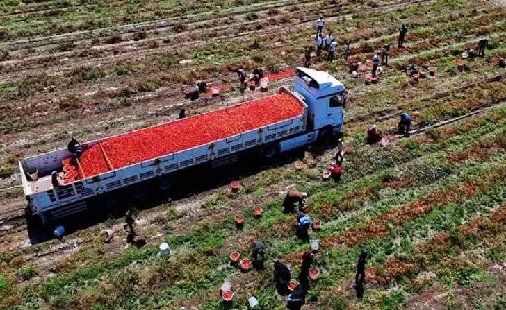 domates yiyen hastalik nedir unutuyor 0 UL7VDVyy