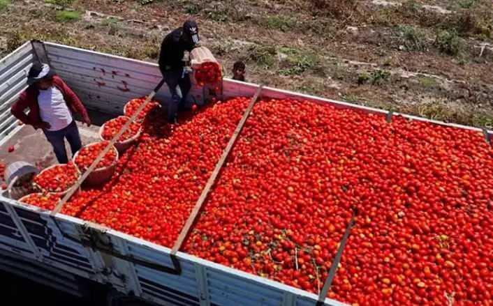 domates yiyen hastalik nedir unutuyor 1