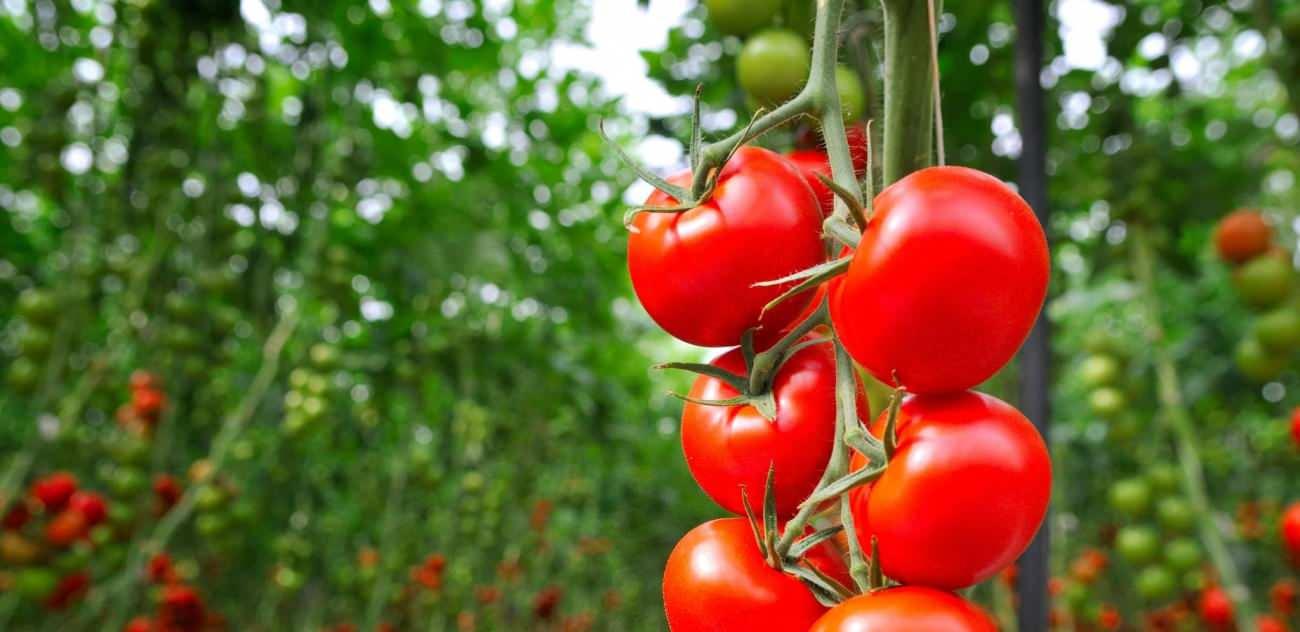 domates yiyen hastalik nedir unutuyor 4 ddB8epKr