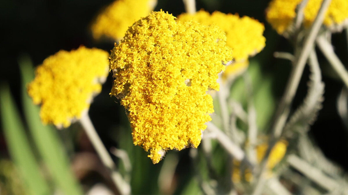 her derde deva civanpercemi 0 8JaFXkjj