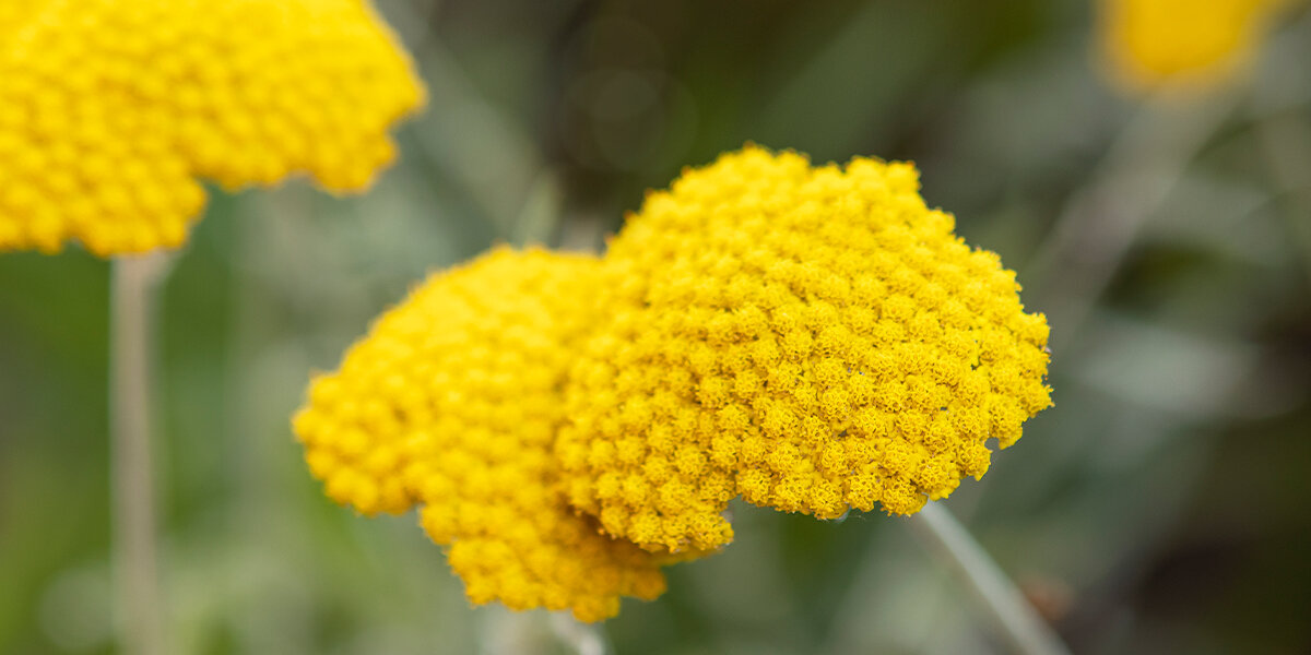 her derde deva civanpercemi 1 hktv5yS2