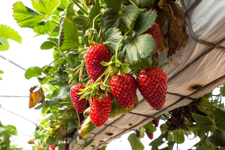 C Vitamini Zengini Yiyecekler: Kadınlar İçin Sağlıklı Seçenekler C Vitamini Zengini Yiyecekler: Kadınlar İçin Sağlıklı Seçenekler
